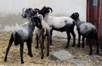 /album/fotogalerie-shetlandske-ovce/strihani-na-farme-melnik-foto-grocholova-8467-jpg1/